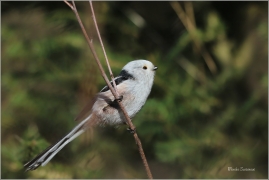 <p>MLYNAŘÍK DLOUHOOCASÝ - Šluknovsko - Jiříkov (Aegithalos caudatus) ---- /Long-tailed-tit – Schwanzmeise/</p>